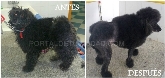 Clinica Veterinaria Huellas
