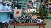 Centro Veterinario " Lares"