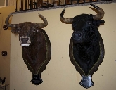 TAXIDERMIA ESPINOSA-TAXIDERMIA EN ESPAÑA Y EXTREMADURA