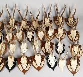 TAXIDERMIA ESPINOSA-TAXIDERMIA EN ESPAÑA Y EXTREMADURA