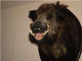 TAXIDERMIA ESPINOSA-TAXIDERMIA EN ESPAÑA Y EXTREMADURA