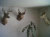 TAXIDERMIA ESPINOSA-TAXIDERMIA EN ESPAÑA Y EXTREMADURA