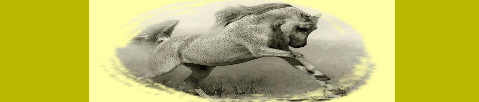 ZAPACOR , ARTÍCULOS DE EQUITACIÓN