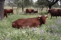 Investigadores de CICYTEX evaluará cómo afecta el estrés del animal antes del sacrificio a la calidad de la carne