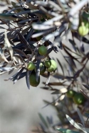 Cinco personas sorprendidas cuando robaban aceitunas y nueces en La Albuera y Villafranca