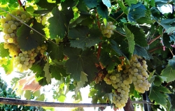 Cicytex participa en un proyecto de investigación para mejorar las producciones y la calidad de los vinos blancos españoles