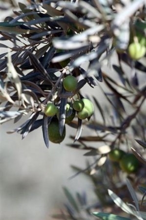 Cinco personas sorprendidas cuando robaban aceitunas y nueces en La Albuera y Villafranca