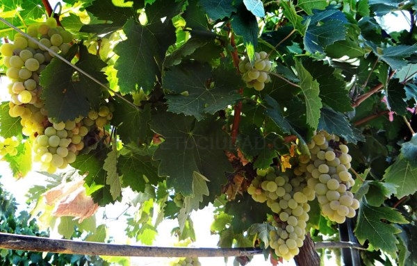 Cicytex participa en un proyecto de investigación para mejorar las producciones y la calidad de los vinos blancos españoles
