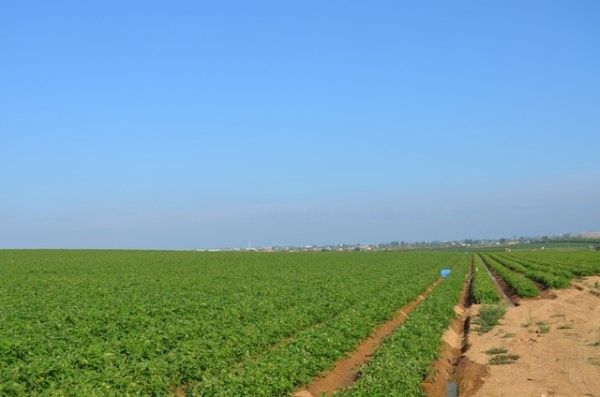 La concejalía de agricultura controla los trabajos de prevención de robos en el campo y transporte de mercancías