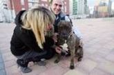 «Un perro agresivo es siempre culpa del dueño»