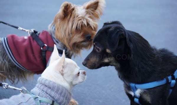 Burjassot acogerá su bendición de animales el 21 de enero