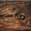 "AgonizedLooks" de Rosella Fava