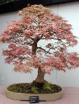 IV Exposición de Primavera de Bonsái y Suiseki