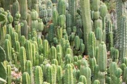 Plantas suculentas, el Sol y la magia de la química forense