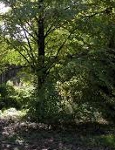 El arboreto ibérico, en el Paseo del Mes por el Jardín Botánico