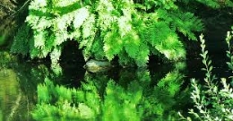 Personajes de un bosque de cuento